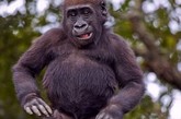 众所周知，大猩猩智商极高，但是会跳舞的大猩猩确是百年难得一见。据英国《每日邮报》8月19日报道，近日，法国动物园中一只大猩猩幼崽站在树桩上翘首弄姿，翩翩起舞。其姿态时而优雅，时而滑稽，实在令人捧腹。
　　据悉，这只小猩猩才3岁大，已经展现出过“人”的跳舞天赋。拍打胸脯和大腿亦是其舞蹈的必备动作。
