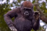 众所周知，大猩猩智商极高，但是会跳舞的大猩猩确是百年难得一见。据英国《每日邮报》8月19日报道，近日，法国动物园中一只大猩猩幼崽站在树桩上翘首弄姿，翩翩起舞。其姿态时而优雅，时而滑稽，实在令人捧腹。
　　据悉，这只小猩猩才3岁大，已经展现出过“人”的跳舞天赋。拍打胸脯和大腿亦是其舞蹈的必备动作。
