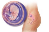 完美孕育全面解析：第八周

进入第8周后，胎儿已经初具人形。从技术上讲，你的宝宝现在仍称为胚胎，因为胎儿的身体还是有个小尾巴，在以后的几周里这个小尾巴将消失。妊娠9周时就可以称为胎儿期。现在胚胎的心脏和大脑已经发育得非常复杂，眼睑开始出现褶痕，鼻子部位也开始倾斜，胳膊在肘部变得弯曲，而且心脏的上方也有少量的弯曲。

