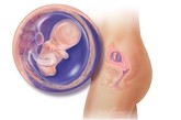 完美孕育全面解析：第九周

怀孕已经9周了，你是否已经适应了怀孕的各种症状呢?早晨醒来后的晨吐很快就要结束了，现在你想知道腹中胎儿的变化吗?胎儿在胚胎期的小尾巴已经消失了，整个胎儿的变化很大，瞧!我们开始把胚胎称为“胎儿”了。目前是一个临界点，是你整个怀孕期的一个关键时期，胎儿现在开始发育形成器官系统。

