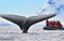 南极游客近距离遭遇座头鲸 巨型鲸尾颇震撼