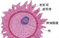 图解演示：女性受孕全过程