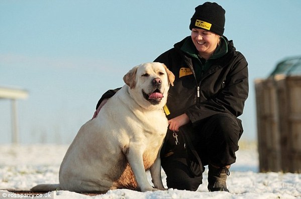 拉布拉多猎犬体重超标被迫减肥