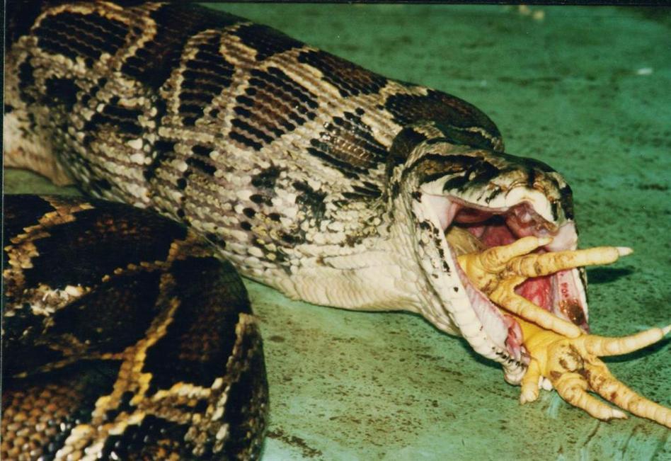 美国佛罗里达州巨蟒泛滥 频入民宅吃宠物