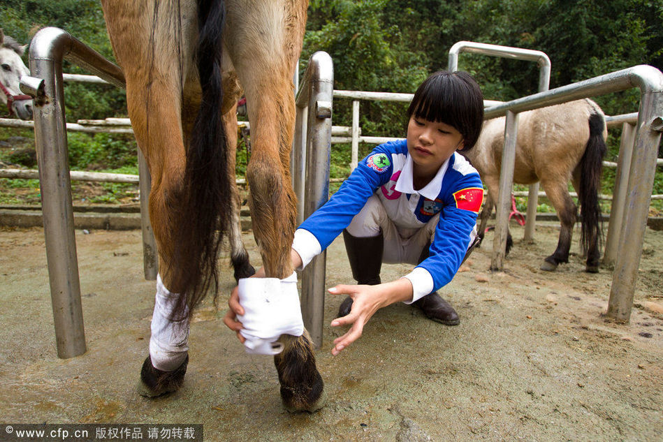 世界上最矮的马---广西德保矮马