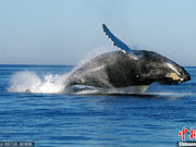 鲸鱼受困获救 同伴戏水表演“感谢”救援者