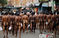 斯里兰卡农民半裸上街游行 发传单抗议政府管理不善