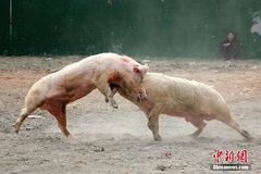 贵州举行猪狗牛争霸赛