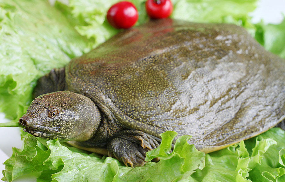 孕妇梦见甲鱼，寓意与解析的深层探索