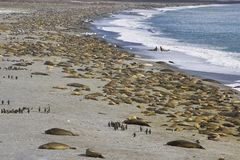 南大西洋数千海象蜷缩海滩宛如岩石