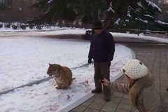 饲养员公园遛老虎