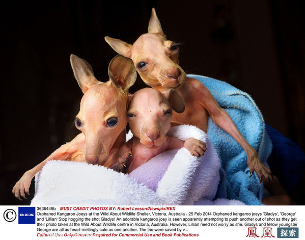 三只袋鼠宝宝为拍照抢镜头互相推搡_科技频道_凤凰网