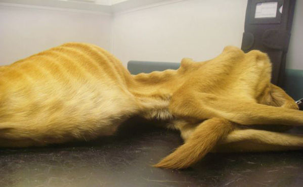 英宠物狗遭虐待无奈被“安乐死”_科技频道_凤凰网