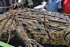 80岁食人巨鳄 已吃掉6人