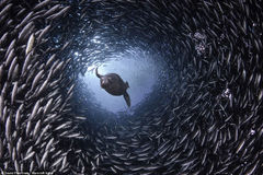 摄影师拍海狮穿行鱼群隧道掠食画面