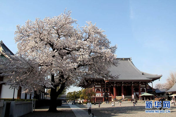 东京最美樱花藏古寺