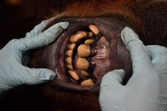 被偷猎者枪击的红毛猩猩