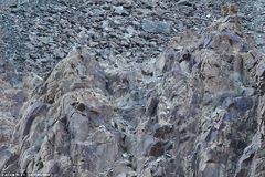 “隐形”雪豹捕食瞬间