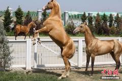 赛马场上的“汗血宝马”