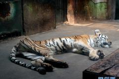 天津动物园一老虎骨瘦如柴