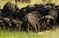 南非国家公园悲情一幕 孤独雄狮被大群水牛踩踏而死