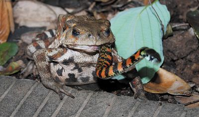 你见过青蛙吃蛇吗?北领地树蛙活吞毒蛇_科技频道_凤凰网