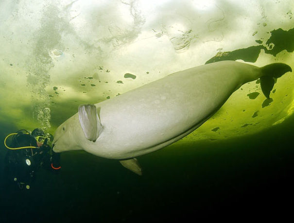 北极冰层下与鲸共舞 水中探险诠释和谐