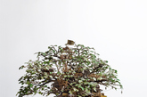 即使没有任何装饰，景观用盆栽本身就是一门十分吸睛的艺术。看著一棵树是透过圈围、修剪等手法，变成更为精致的迷你版小树，再搭配合适的支架、盆具或是奇形怪石，颇有形小相大的意境。但艺术家通常并不以此满足，像是日本盆栽艺术家相羽高德所创作的「Bonsai Tree House」系列作品，将盆栽艺术与各式树屋或其他建筑设计相互结合，或者沿著植物本身的形体层层堆砌，或者在盆栽之上自由创作出新的建筑，在本已自成一格的盆栽世界中，创作出另一个微型世界。（实习编辑：刘宁馨）