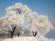 大美中国 吉林市出现今冬最美雾凇景观