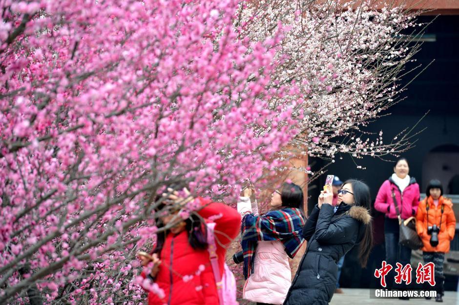 南国春来早 福州500株梅花妆点千年古刹美不胜收