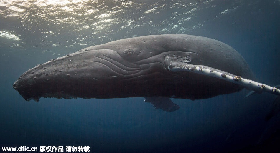 实拍杀人鲸将座头鲸母子分开 在鲸妈妈面前残杀幼鲸_科技频道_凤凰网