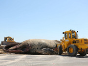 巨大座头鲸在南非海滩搁浅 尸体被挖土机运走