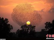 以色列大批椋鸟迁移空中 “舞动作画”景象壮观