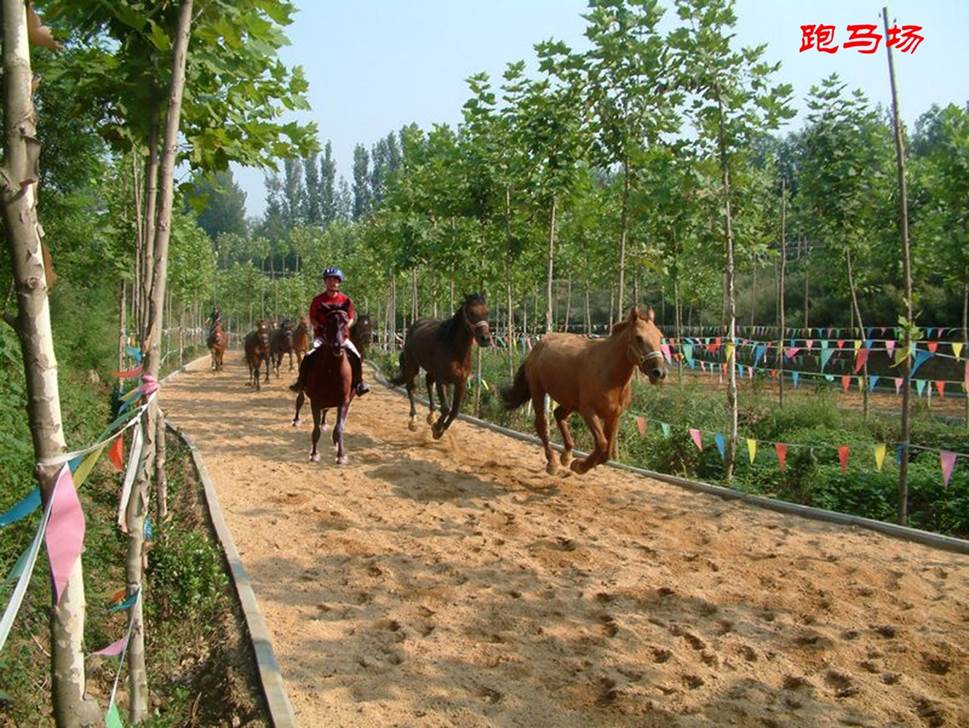 茶溪谷建有马场一处.从塞外草原引进部分马匹,供游客进行骑马游戏.