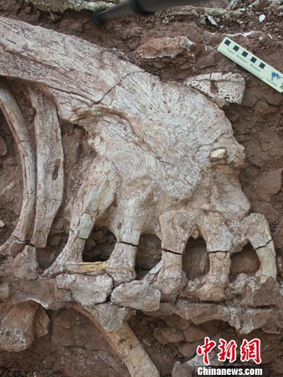 浙江首现恐龙头骨和甲龙尾锤化石或为新种类（图）