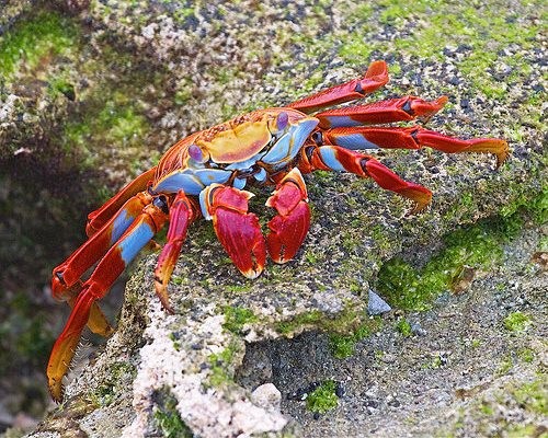 　　红石蟹

\

　　虽然能在大部分美洲太平洋海岸发现这些多彩的螃蟹，但加拉帕戈斯群岛的螃蟹表现出独特的行为。它们往往和岛上的海鬣蜥共栖，为蜥蜴的皮肤清理蜱 。