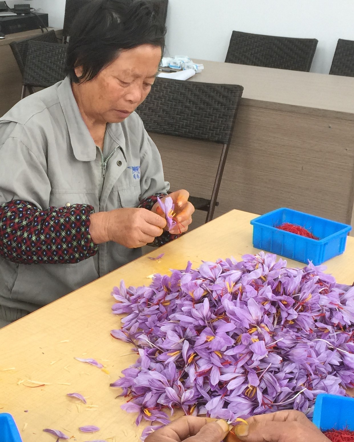 探访崇明西红花生产基地