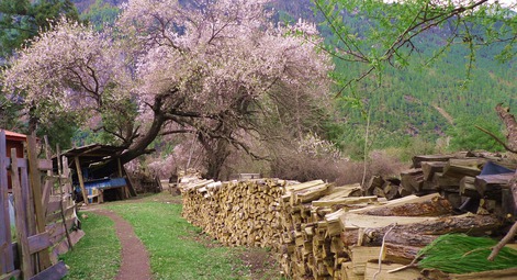 西藏林芝 （图片来源：微图）