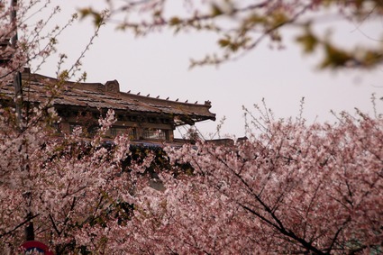 武汉大学浪漫樱花 （图片来源：微图）