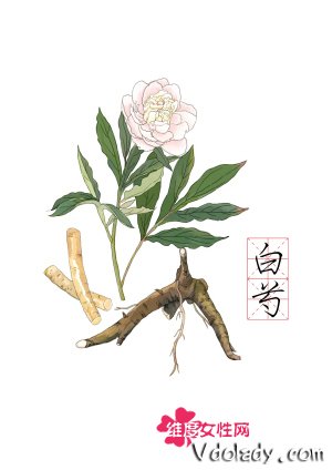 生白芍