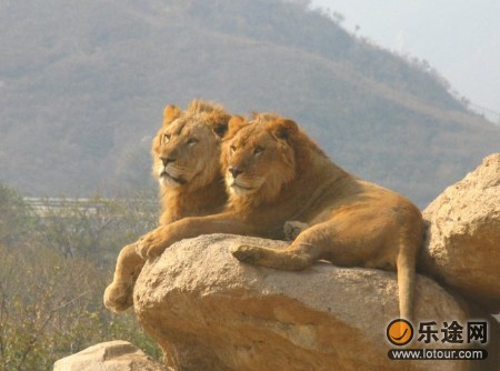 动物乐园 八达岭野生动物世界(图)