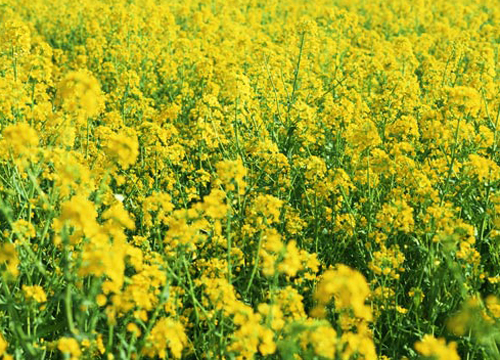 陇南油菜花 平民之花