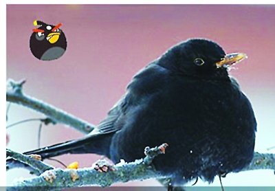 　　黑袍鸟“小黑”是林八哥。分布于印度、缅甸、泰国和中南半岛。图片均来自网络。