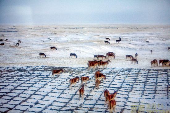 车窗外，成群的动物漫步在积雪覆盖的原野