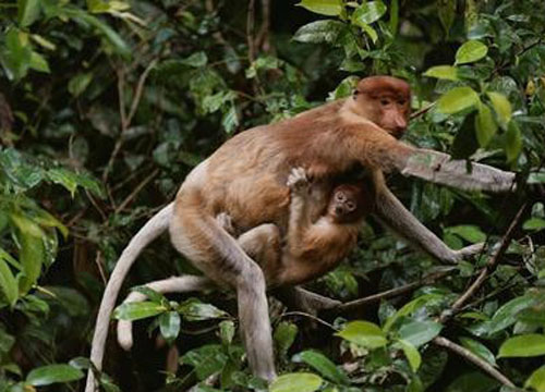婆罗洲 热带雨林动物多