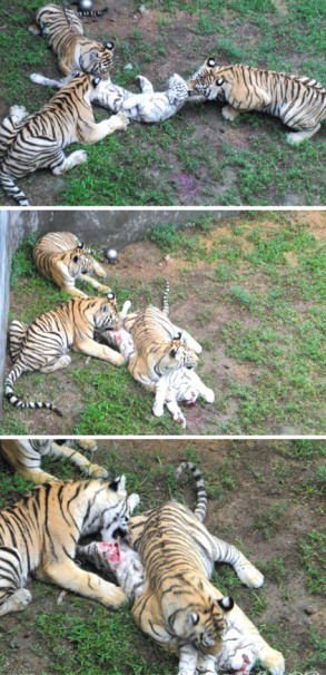 三只孟加拉虎攻击一只白虎。
