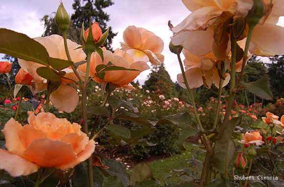 国际玫瑰实验花园 俄勒冈州波特兰了解美国的历史,要从波士顿开始,到