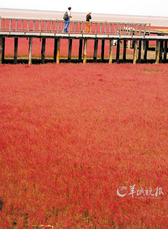 　辽宁盘锦红海滩，面积达9万亩