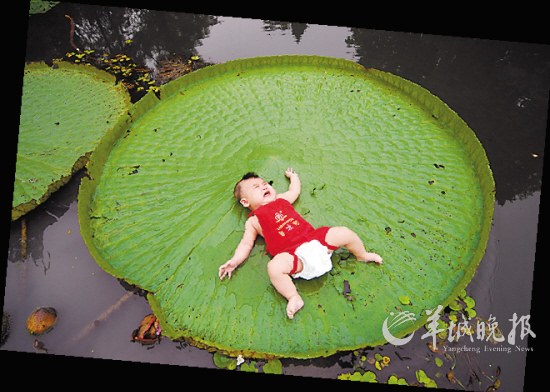 南京中山植物园：4个月大的小朋友躺在王莲上