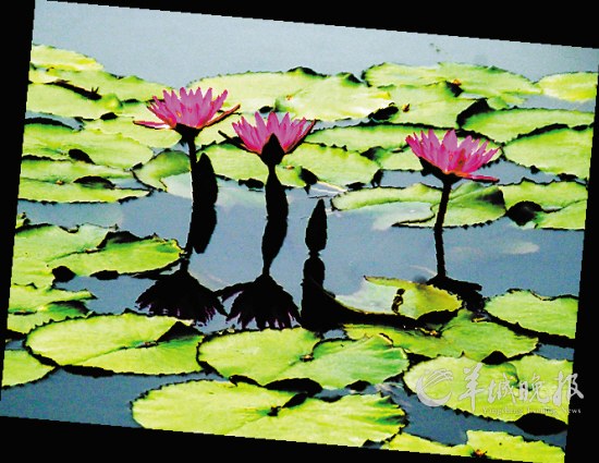 上海辰山植物园：从泰国引进的世界睡莲冠军